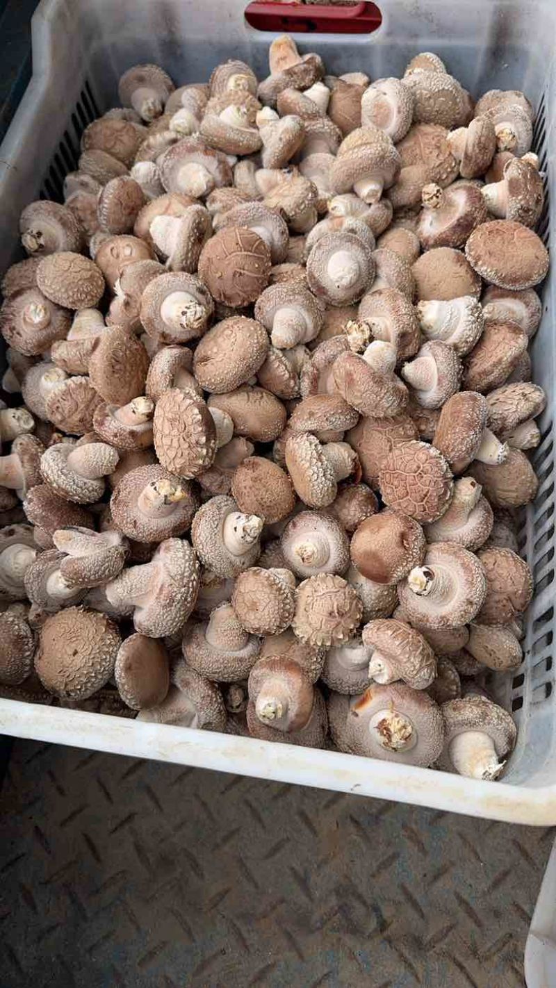 鲜香菇精品一级货