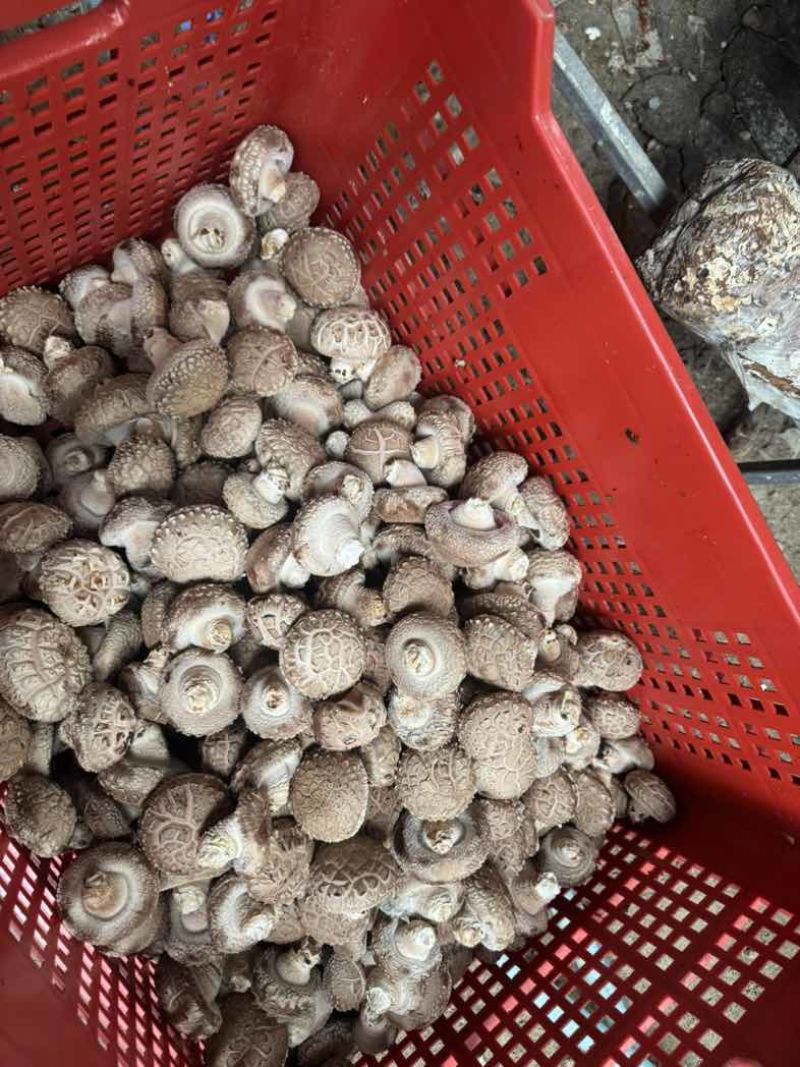 鲜香菇精品一级货
