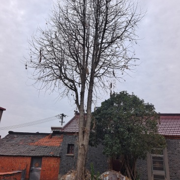 银杏树，胸径45公分。