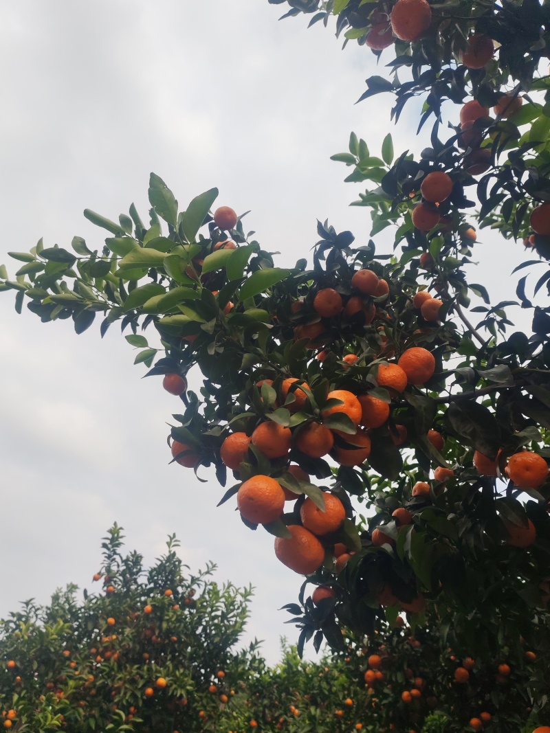 沙糖桔