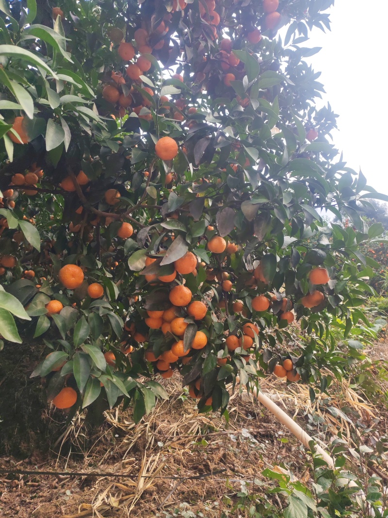 沙糖桔