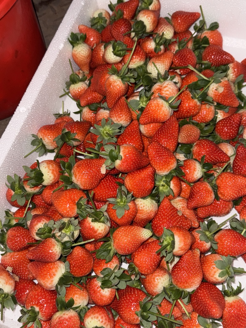 临沂沂南甜查理草莓