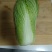 山东黄心白菜