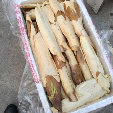 新鲜棕包