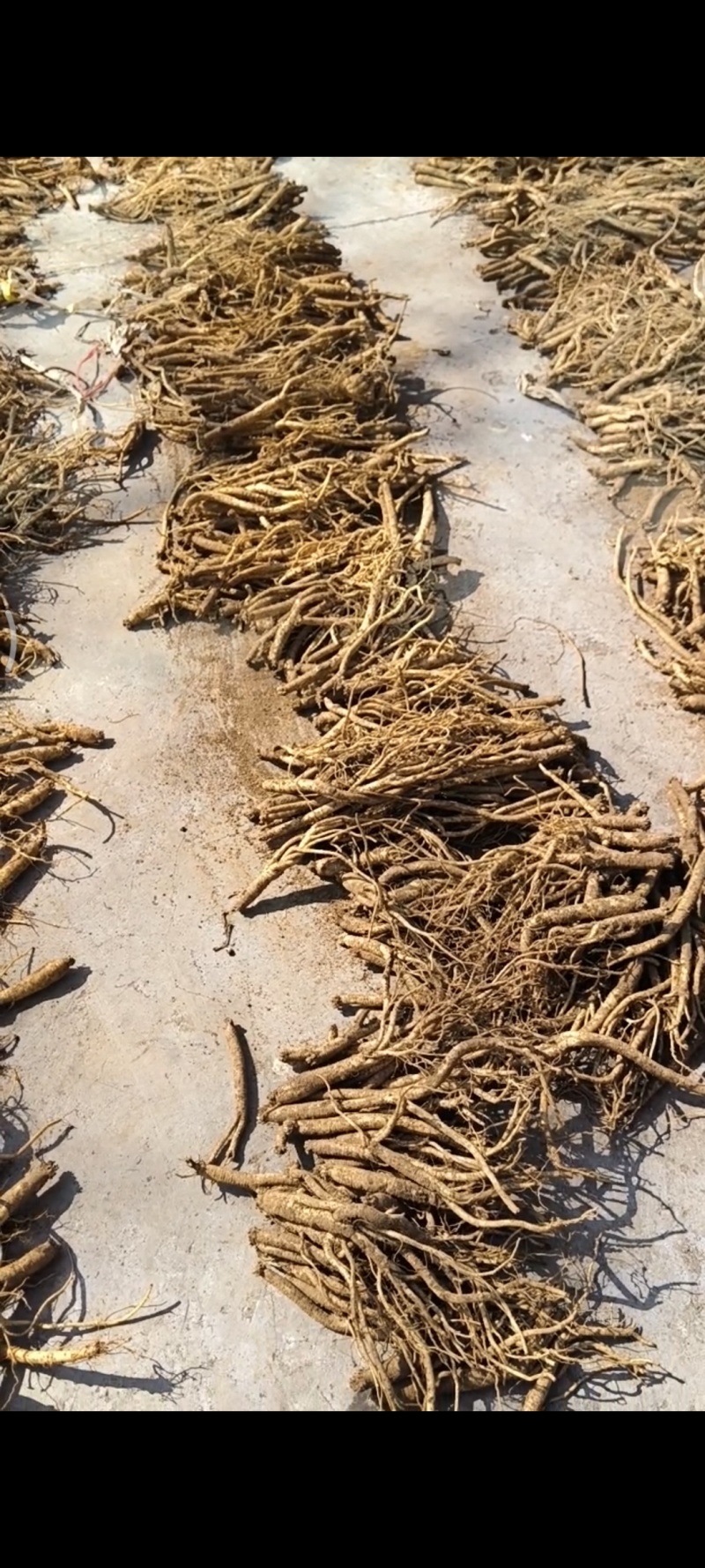 黄党现货和干货，太阳自然晒干