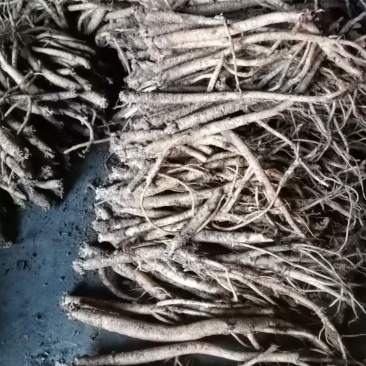 贵州***种植党参