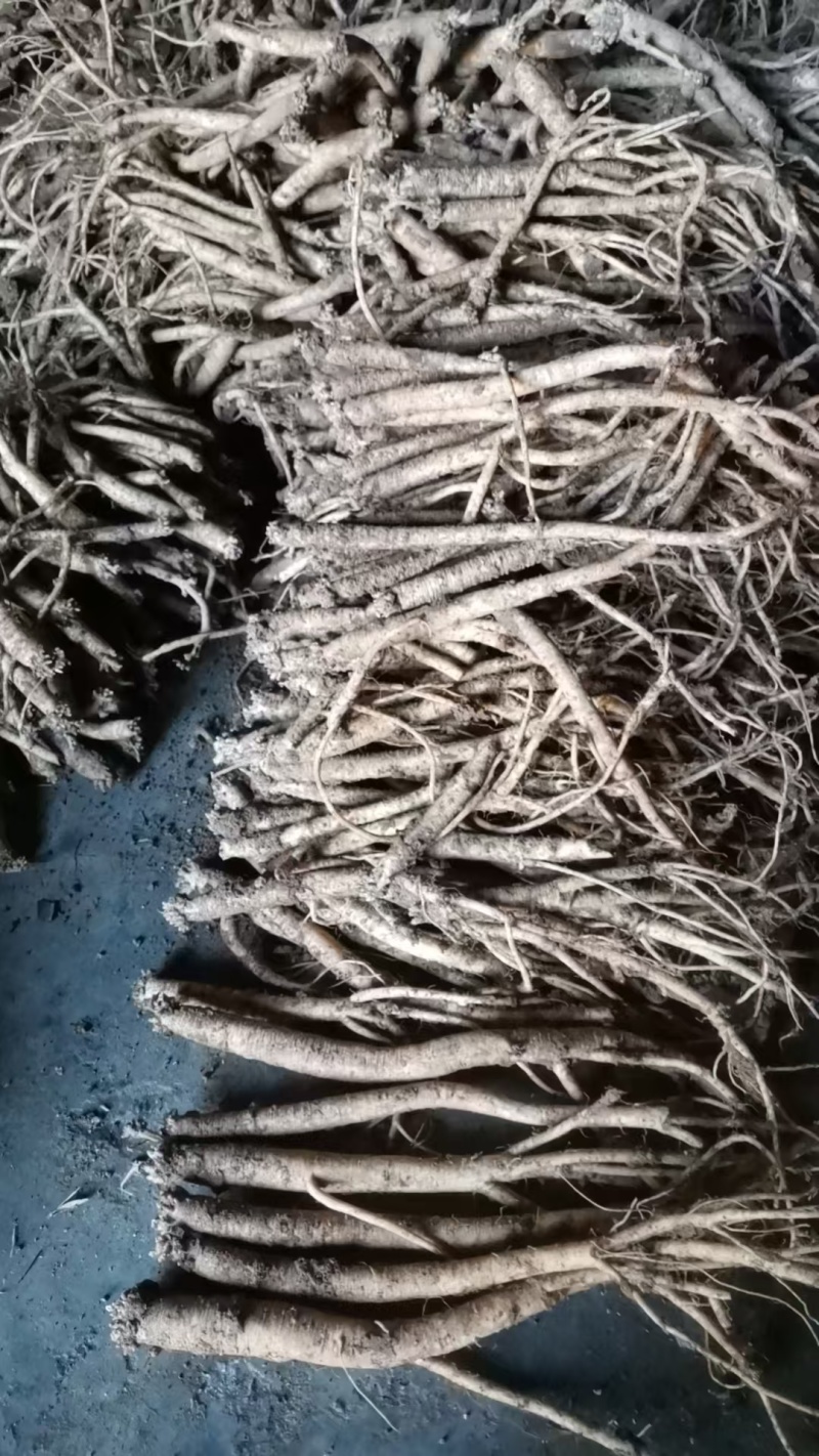 贵州***种植党参