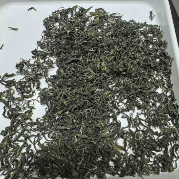 日照绿茶欢迎来采购