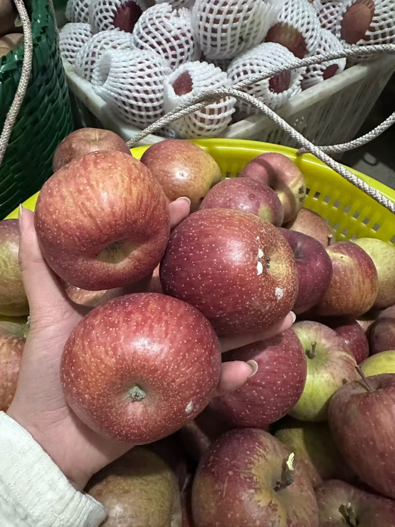 正宗昭通糖心苹果