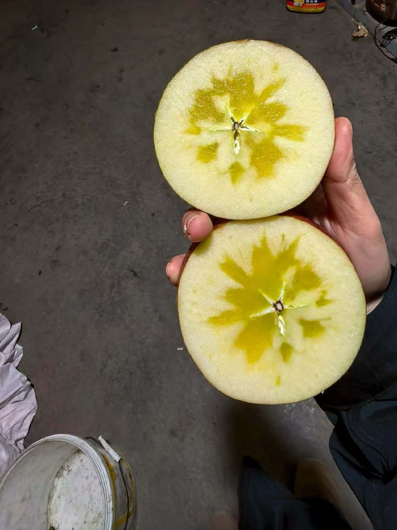 正宗昭通糖心苹果
