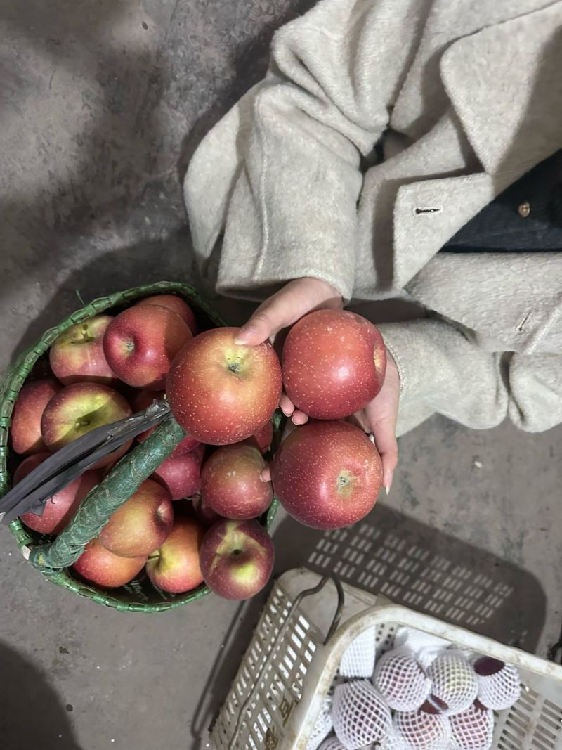 正宗昭通糖心苹果