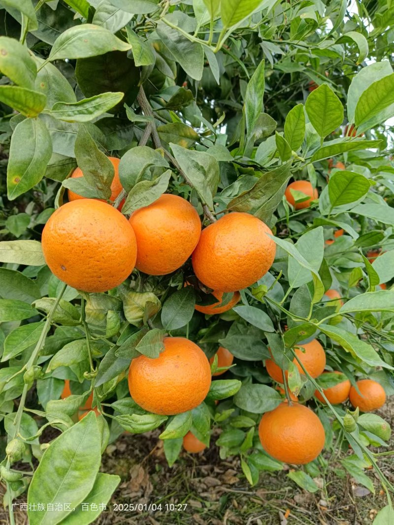 隆林沃柑