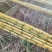 批发黄金水果甘蔗现砍现发量大价优支持整车/半车配送