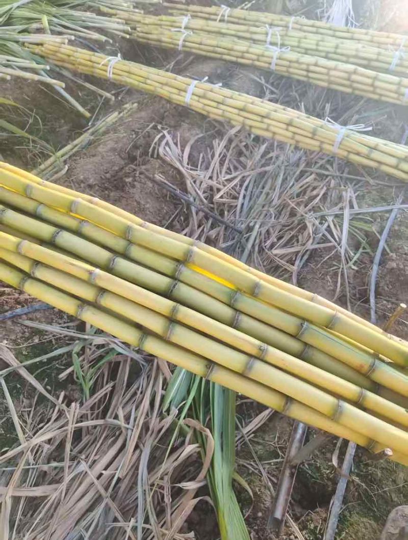 批发黄金水果甘蔗现砍现发量大价优支持整车/半车配送