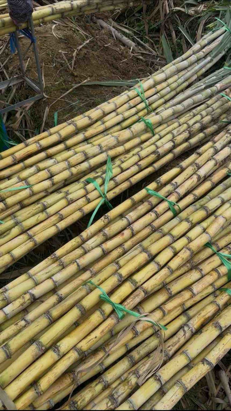 批发黄金水果甘蔗现砍现发量大价优支持整车/半车配送