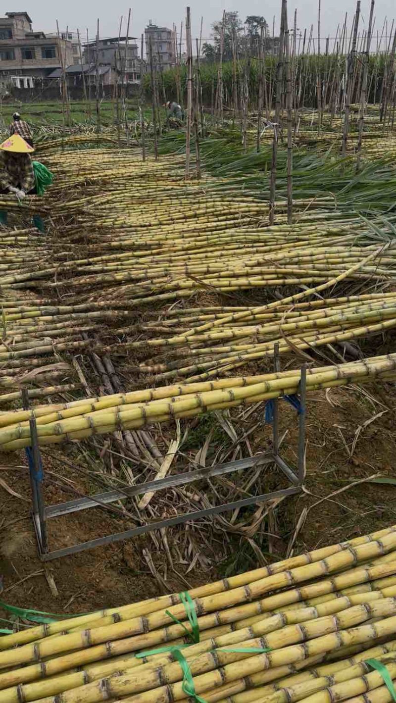 批发黄金水果甘蔗现砍现发量大价优支持整车/半车配送