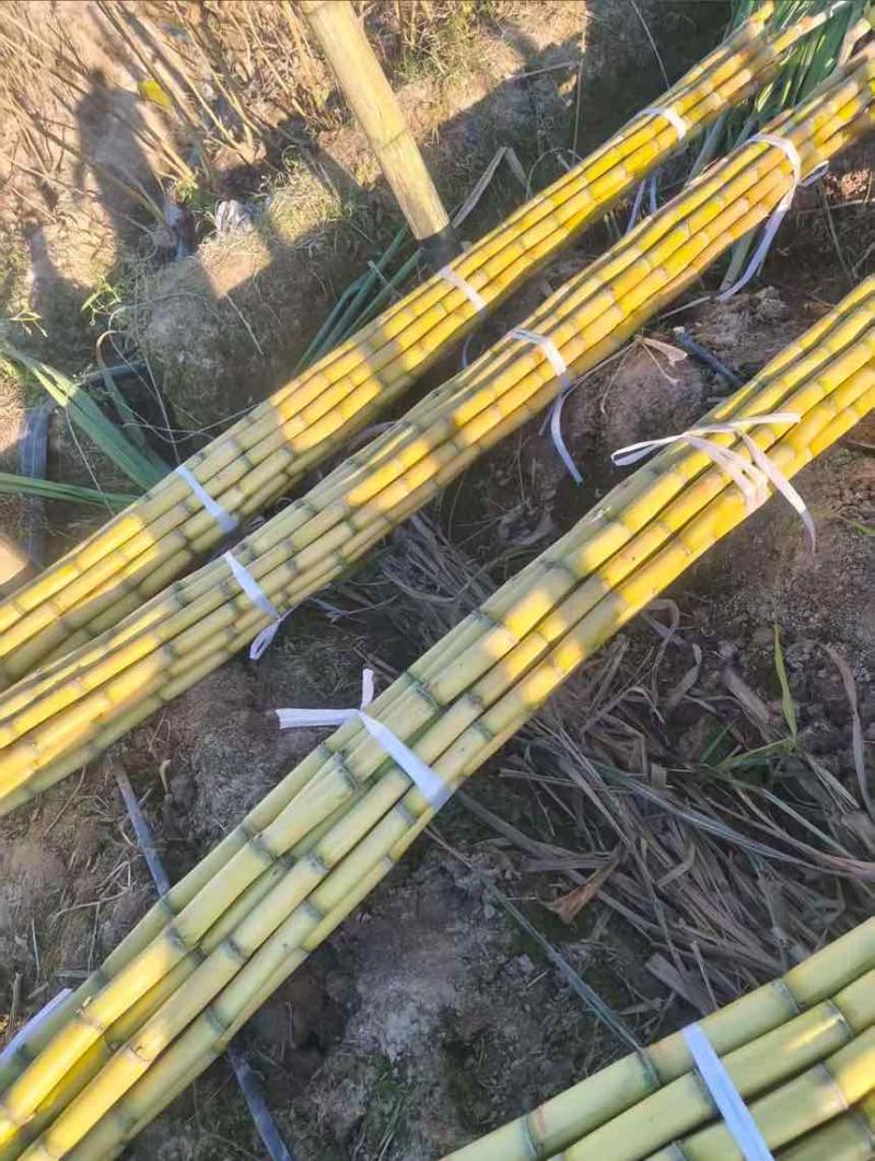 批发黄金水果甘蔗现砍现发量大价优支持整车/半车配送