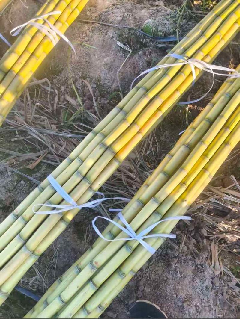 批发黄金水果甘蔗现砍现发量大价优支持整车/半车配送