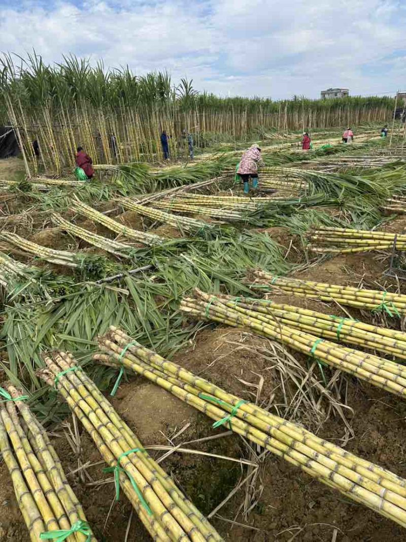 批发黄金水果甘蔗现砍现发量大价优支持整车/半车配送