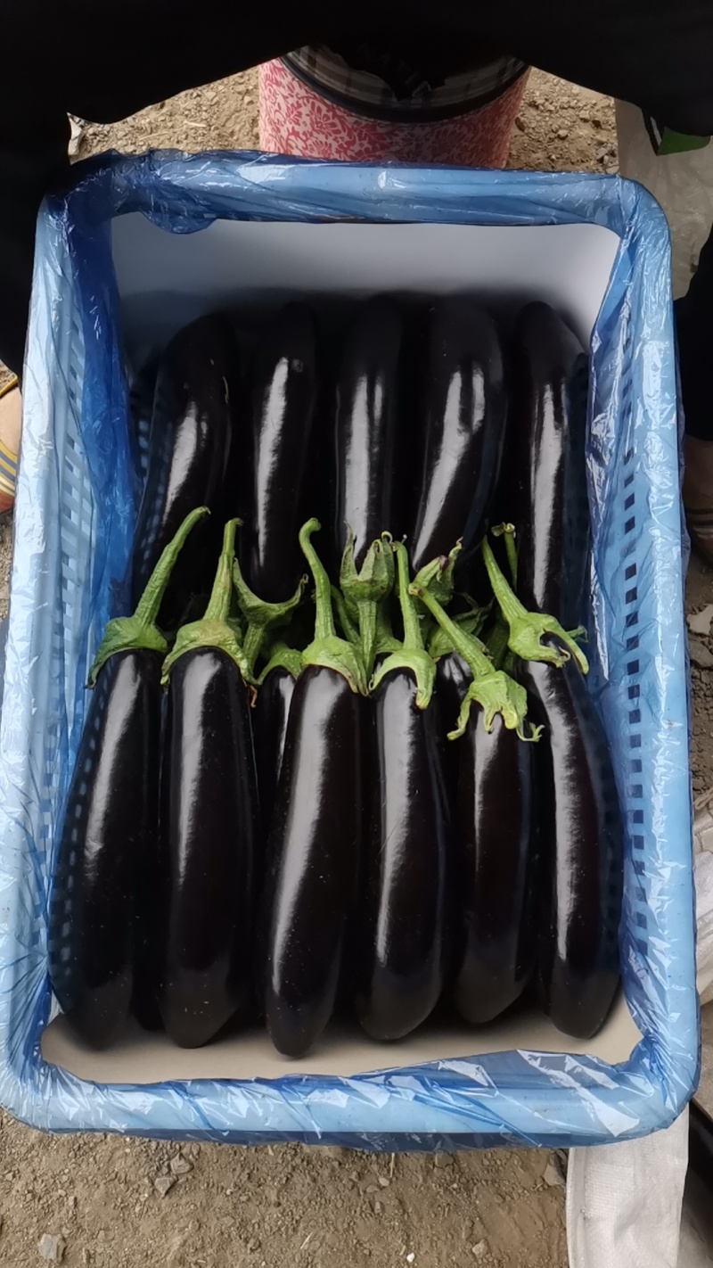 绿把长茄