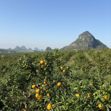 武鸣沃柑