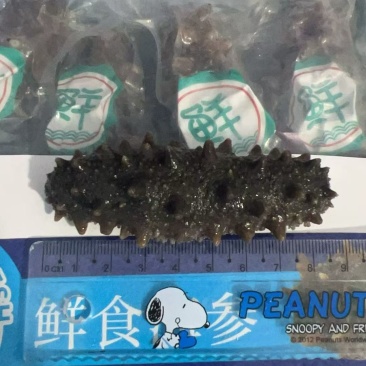 威海海参，真空包装，6-8头，新货500斤，只要78
