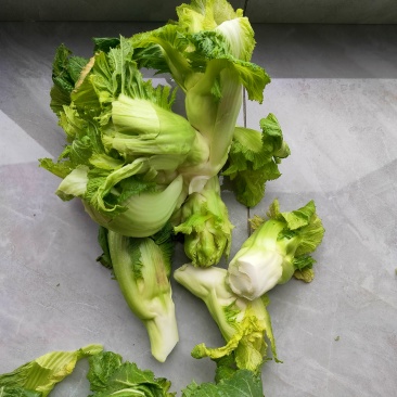 儿菜