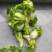 儿菜