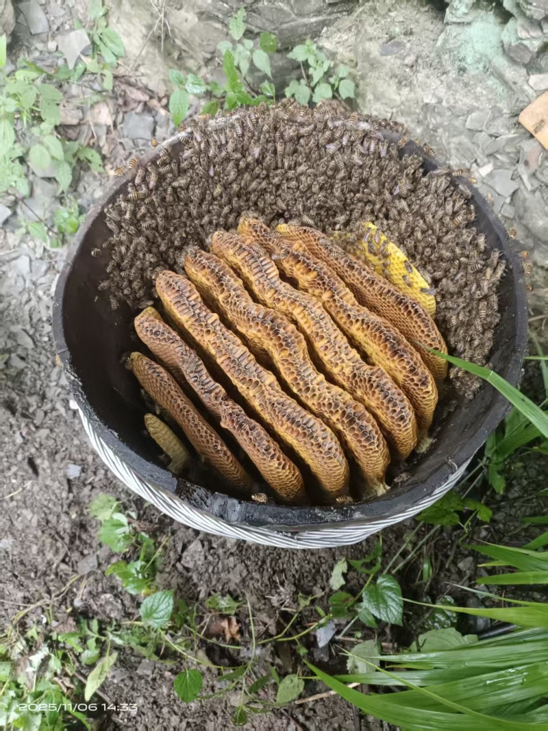 湖北恩施大山深处山岩百花蜜