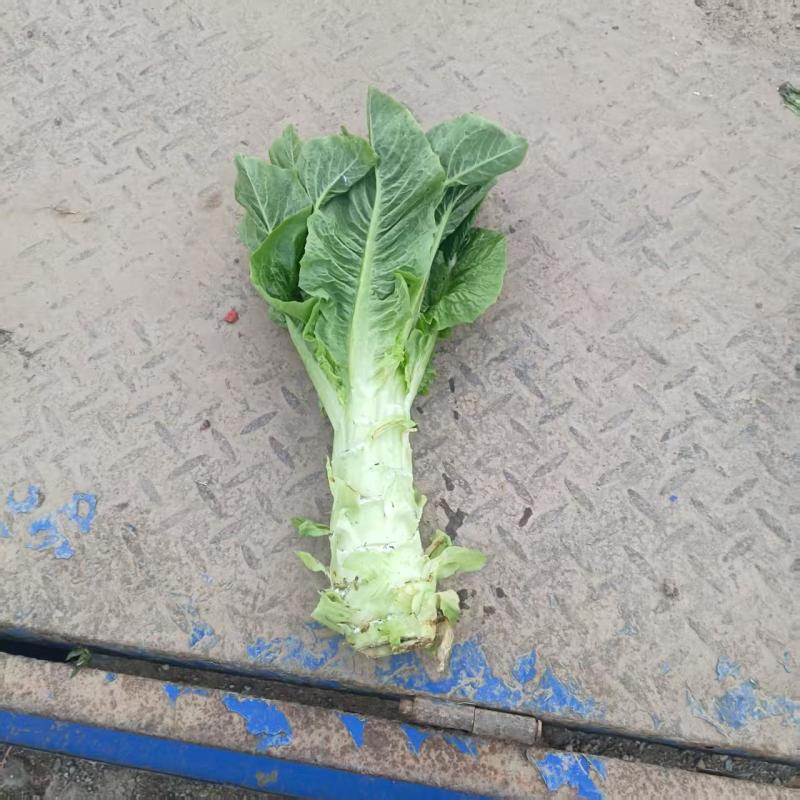 新棚香莴笋便宜处理