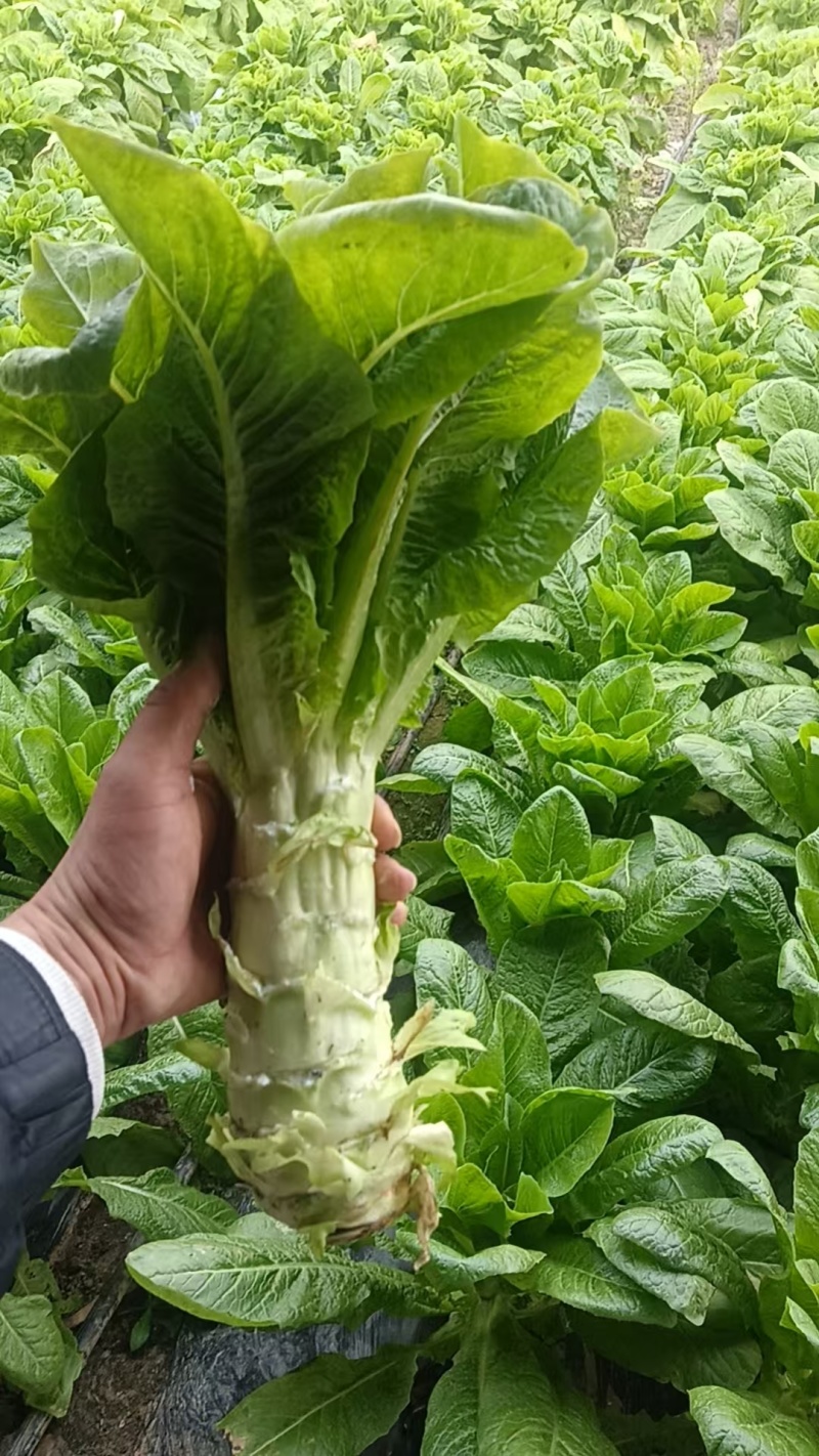 新棚香莴笋便宜处理