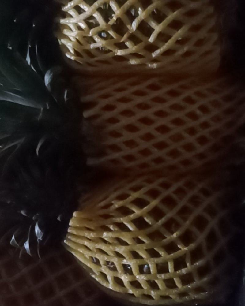 正宗海南金钻凤梨