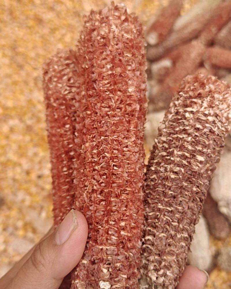 玉米芯