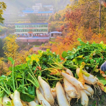 高山海拔萝卜干，清脆香甜