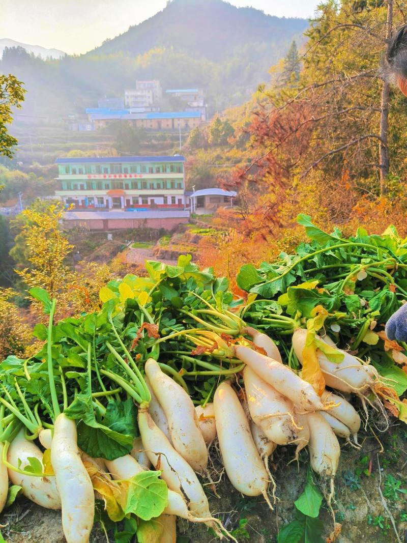 高山海拔萝卜干，清脆香甜