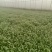 精品大叶面条菜