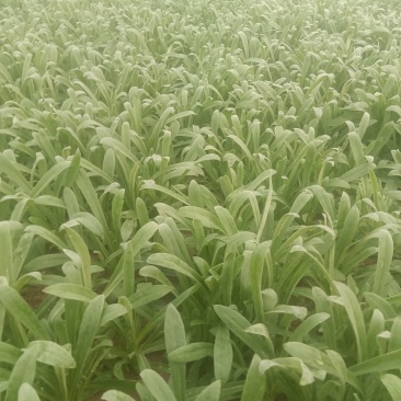 精品大叶面条菜
