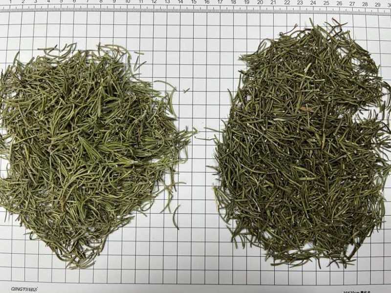 国产迷迭香干货批发煮红酒迷迭香小包装定制量大价优精油提取