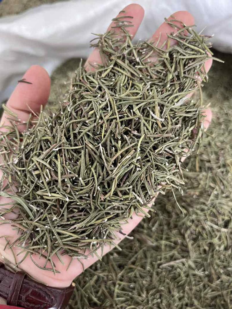 国产迷迭香干货批发煮红酒迷迭香小包装定制量大价优精油提取