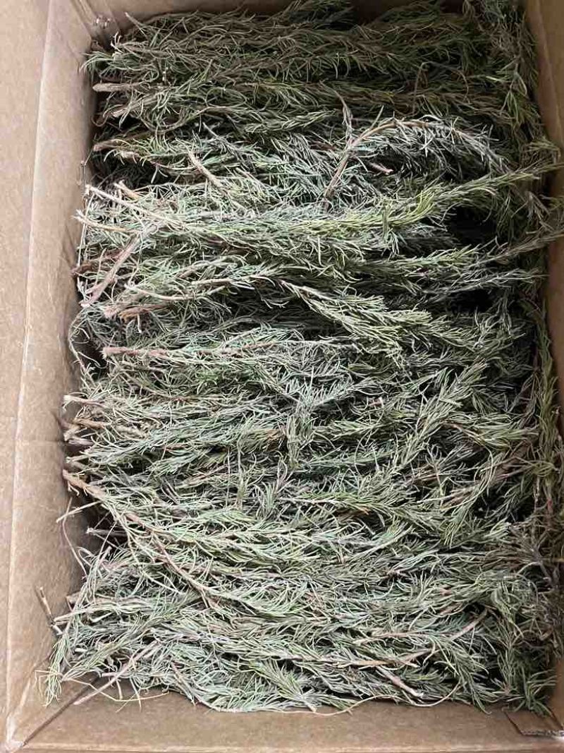 国产迷迭香干货批发煮红酒迷迭香小包装定制量大价优精油提取