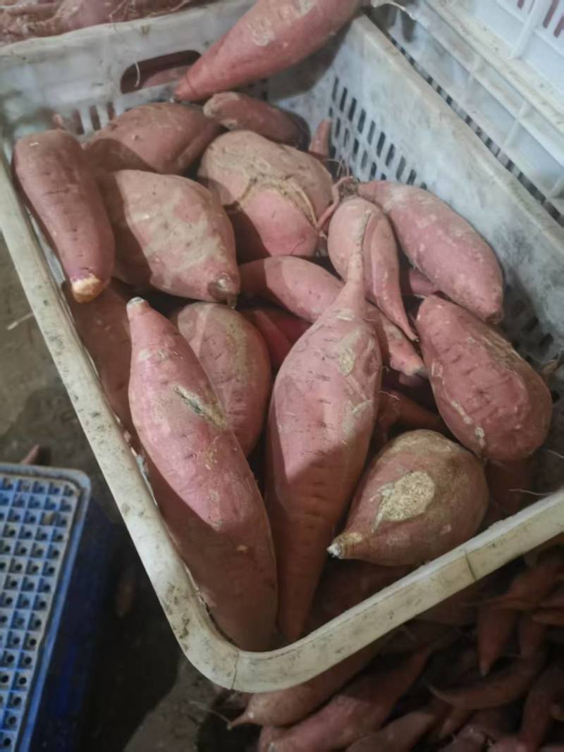 河北红薯，西瓜红，哈密，两个品种，量大