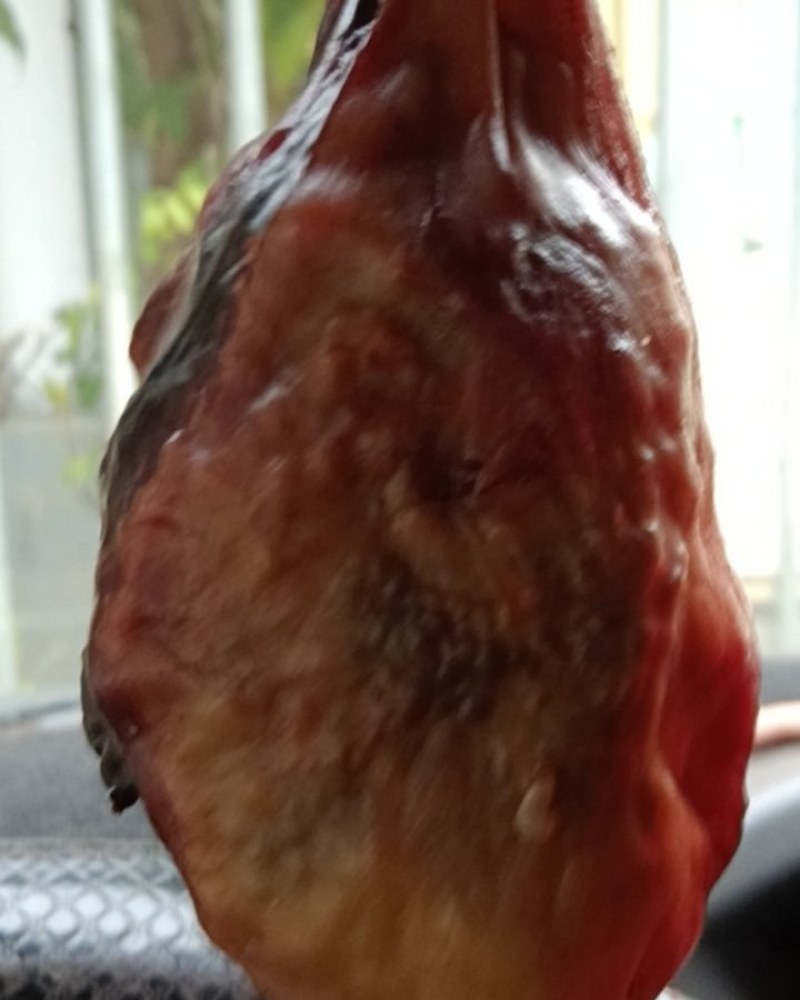 猪胆囊砂