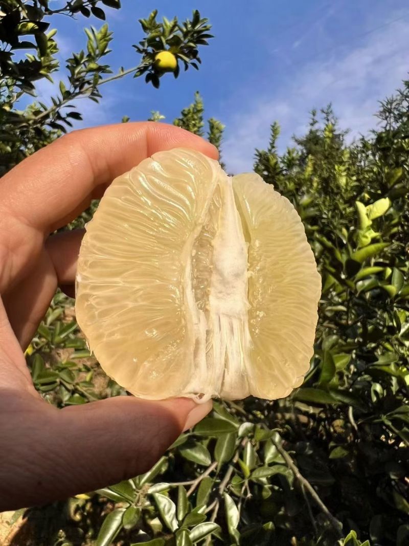 江西安福金兰柚