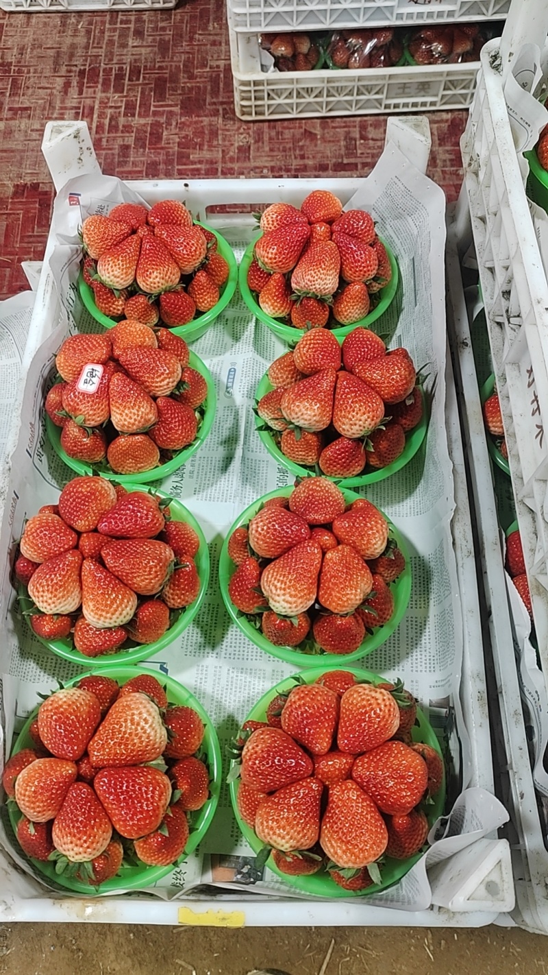 红颜草莓