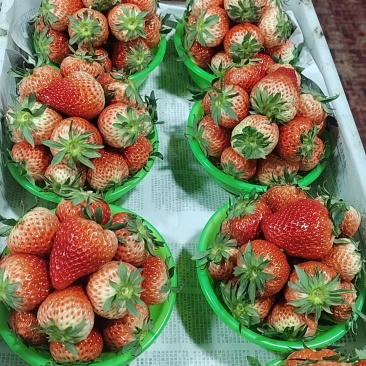 红颜草莓