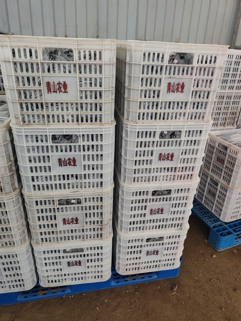 产地直销，长征5号，布利塔。每天都有