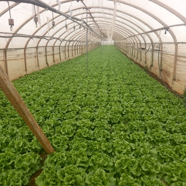 意大利精品还有十到20天上市有需要的老板联系