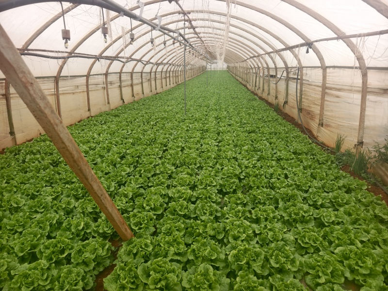 意大利精品还有十到20天上市有需要的老板联系