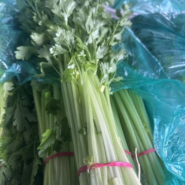 香芹