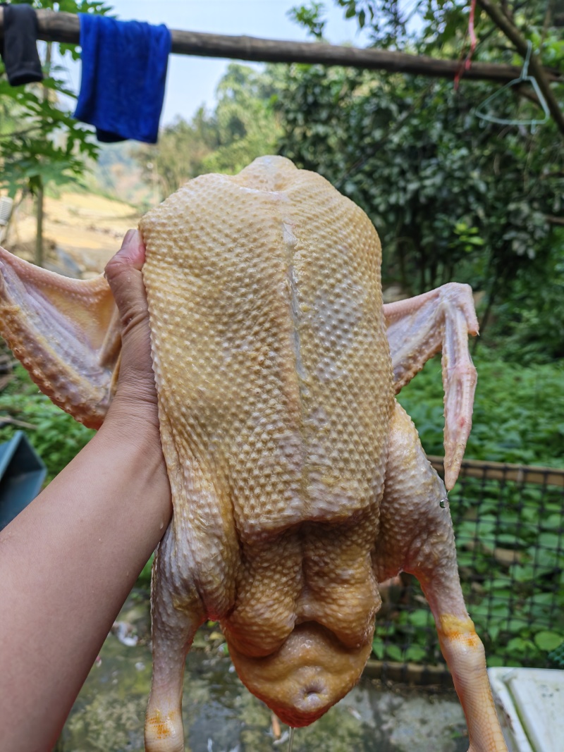 清水老鸭